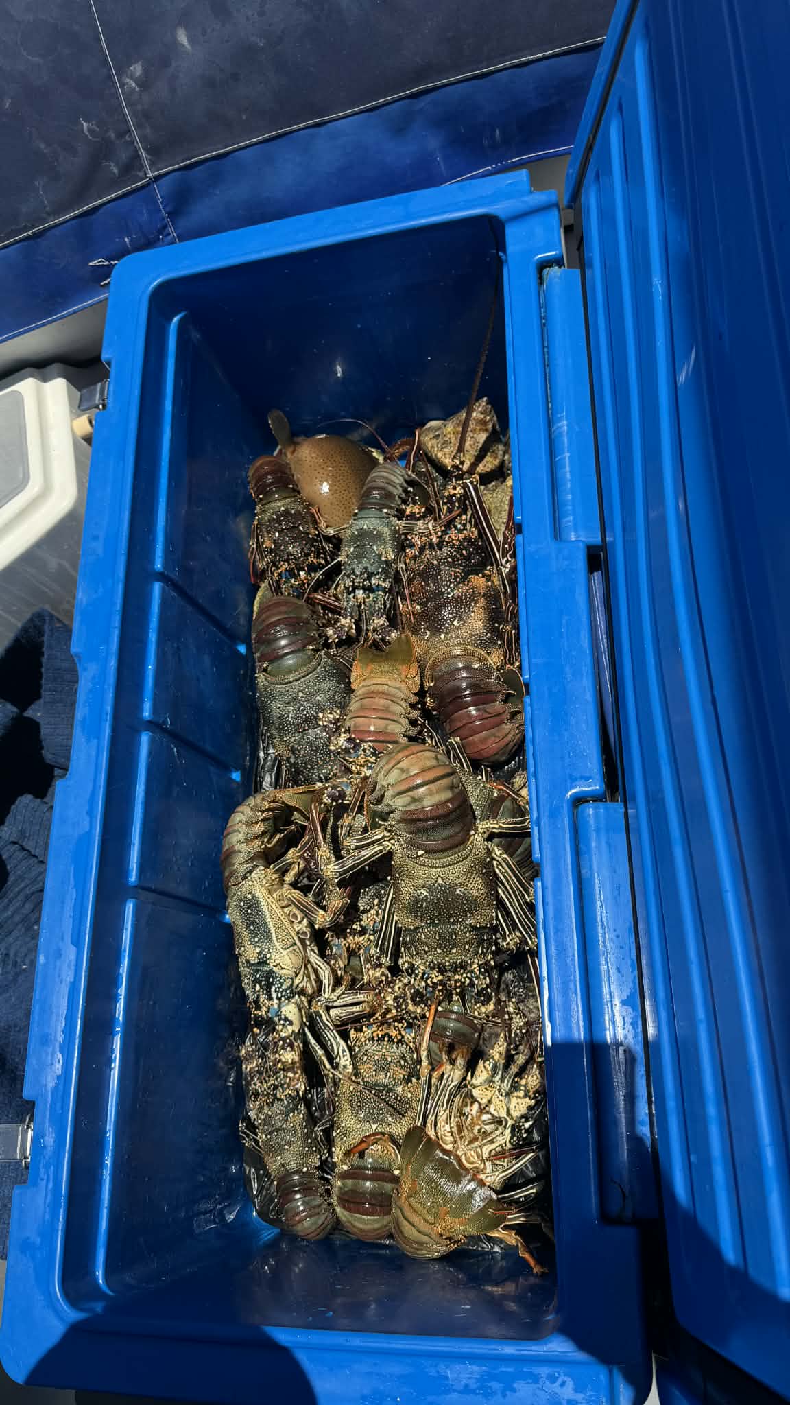 Langouste de récif photographiée en Nouvelle-Calédonie